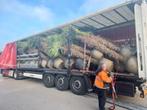 Trachycarpus fortunei palmbomen met stamhoogte 250-350 cm, Tuin en Terras, Halfschaduw, Ophalen of Verzenden, Lente, 250 tot 400 cm