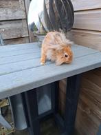 Konijnen te koop, Dieren en Toebehoren, Konijnen, Mannelijk