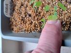 Zaden Christia obcordata / zeldzame kamerplant 5 stuks, Verzenden, Halfschaduw, Minder dan 100 cm