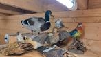 Dode/Overleden dieren gezocht voor taxidermie, Tropenvogel