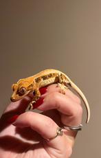 Wimpergekko lilly white npv, Hagedis, Tam, 0 tot 2 jaar