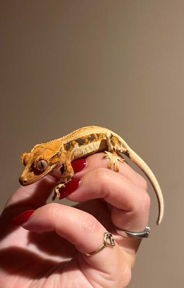 Wimpergekko lilly white npv beschikbaar voor biedingen