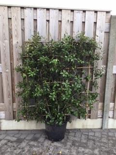lei-steeneik Quercus ilex is bladhoudend., Tuin en Terras, Planten | Struiken en Hagen, Struik, Overige soorten, Ophalen