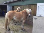 Twee flinke Haflingers ruin, Minder dan 160 cm, Gechipt, Ruin, Niet van toepassing