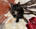 Britse korthaar kittens, Meerdere dieren, Ontwormd, 0 tot 2 jaar