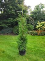 > thuja haag GOEDKOOP <, Ophalen, Conifeer, 100 tot 250 cm