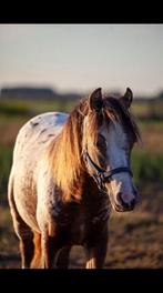 Welsh merrie, Dieren en Toebehoren, Pony's, Merrie, Gechipt, 0 tot 2 jaar, B pony (1.17m tot 1.27m)