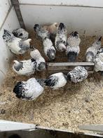 Wyandotte, Cochin, Serama`s en Hollandse krielen, Dieren en Toebehoren, Pluimvee, Meerdere dieren, Kip