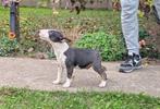 Laatste 2 Engelse miniatuur Bullterriër teefjes, Bull Terriër, Particulier, Rabiës (hondsdolheid), 8 tot 15 weken