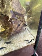 Blauwe garnalen te koop(baby), Dieren en Toebehoren, Vissen | Aquariumvissen, Kreeft, Krab of Garnaal, Zoetwatervis