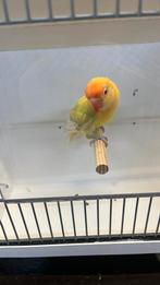 Fischeri, Geslacht onbekend, Kleurkanarie