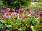 Bergenia cordifolia (schoenlappersplant) roze vaste plant S, Tuin en Terras, Overige soorten, Vaste plant, Ophalen of Verzenden