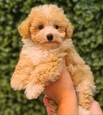 🩷🩵💜Mooie&goed verzorgde Maltipoo pups💜🩵🩷, Dieren en Toebehoren, Overige rassen, CDV (hondenziekte), 8 tot 15 weken, Meerdere