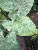 Alocasia Batik - Zeldzame kamerplant in 17cm pot, Ophalen of Verzenden
