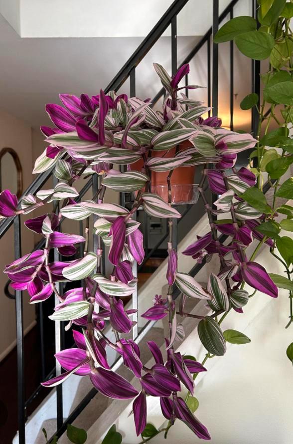 Tradescantia nanouk stekken, Huis en Inrichting, Kamerplanten, Overige soorten, Minder dan 100 cm, Ophalen of Verzenden