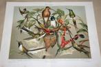 Antieke kleurenlitho - Diverse soorten kolibries - Ca 1900 !, Antiek en Kunst, Ophalen of Verzenden