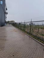 Mooie klimop hedera helix, Tuin en Terras, Ophalen, Overige soorten, Haag, 100 tot 250 cm