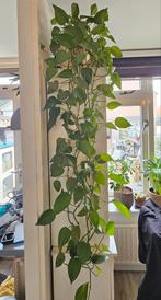 Drakenklimop Stekjes (Epipremnum aureum), Ophalen, Overige soorten, Halfschaduw, In pot