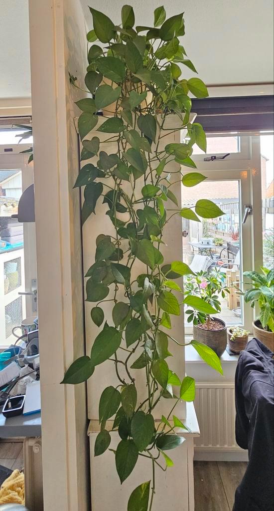 Drakenklimop Stekjes (Epipremnum aureum), Huis en Inrichting, Kamerplanten, Overige soorten, Minder dan 100 cm, Groene kamerplant