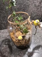 Plant in glazenpot, Huis en Inrichting, Kamerplanten, Ophalen