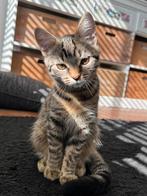 3 lieve kittens, Dieren en Toebehoren, Meerdere dieren