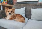 Lieve Ginger, 3 jaar zoekt forever home, Dieren en Toebehoren, Honden | Niet-rashonden, Particulier, Rabiës (hondsdolheid), Buitenland