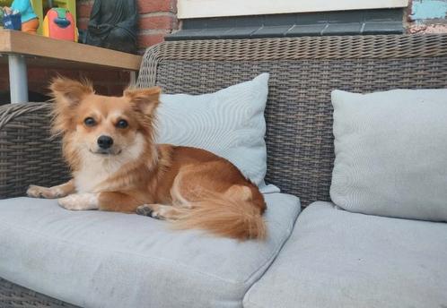 Lieve Ginger, 3 jaar zoekt forever home, Dieren en Toebehoren, Honden | Niet-rashonden, Middel, Teef, Particulier, Eén hond, Buitenland