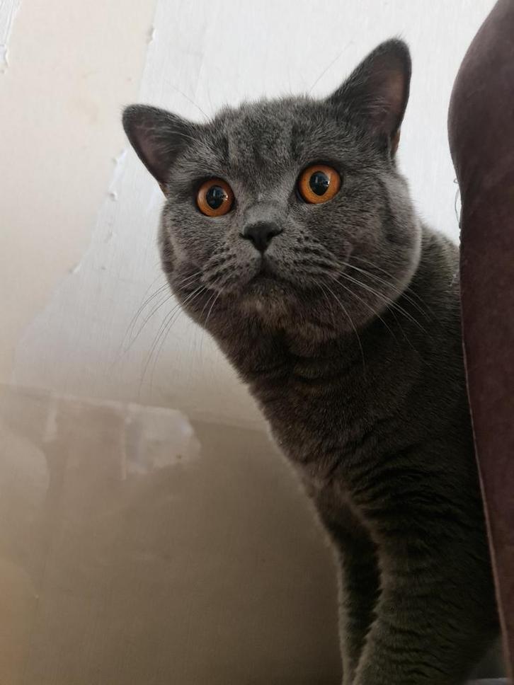 Britse korthaar Dekkater Niet te koop, Dieren en Toebehoren, Katten en Kittens | Raskatten | Korthaar, Kater, 0 tot 2 jaar, Met stamboom