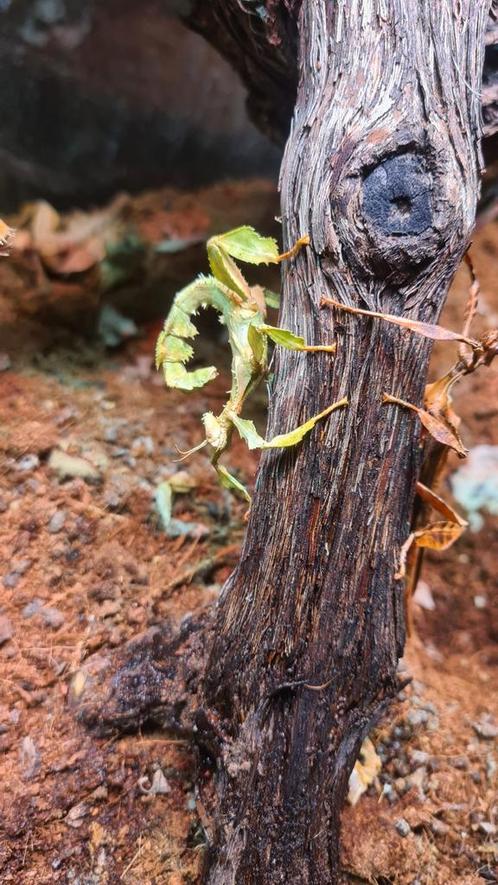Australische flappentak PSG9, Dieren en Toebehoren, Insecten en Spinnen, Wandelende tak
