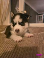 Mooie Siberische Husky pups zoeken een goud warm mandje, Dieren en Toebehoren, Parvo, 8 tot 15 weken, Poolhond, Meerdere