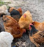 Cochin kriel hanen, Mannelijk, Kip