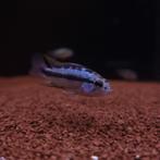 Apistogramma trifasciata - Dwergcichlide, Dieren en Toebehoren, Vis, Zoetwatervis