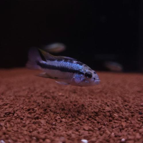 Apistogramma trifasciata - Dwergcichlide, Dieren en Toebehoren, Vissen | Aquariumvissen, Zoetwatervis, Vis