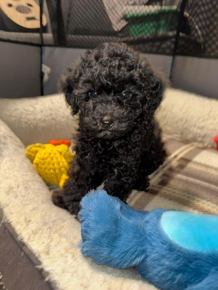 toy poedel poppy’s, Dieren en Toebehoren, Honden | Chihuahua's en Gezelschapshonden, Meerdere dieren, Particulier, Meerdere, Nederland