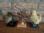 Opgezette kuikentjes lichtbruin en geel 2 stuks samen, Verzamelen, Dierenverzamelingen, Verzenden, Zo goed als nieuw, Vogel, Opgezet dier