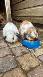 3 maanden oude rammelaar (mannetje), Mannelijk, 0 tot 2 jaar, Middelgroot, Hangoor