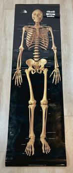 Geplastificeerde poster van menselijk skelet 157 cm, 1980’s, Dier of Natuur, Gebruikt, Ophalen of Verzenden, Rechthoekig Staand