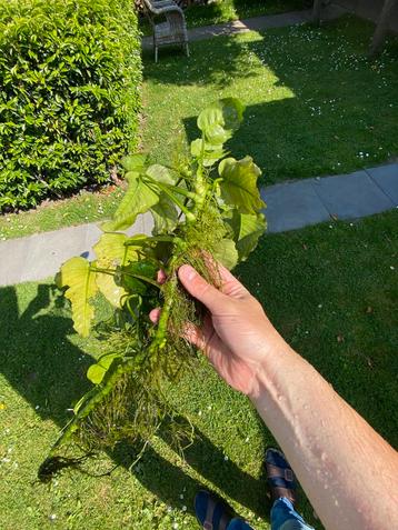 Anubias waterplanten. Diverse. beschikbaar voor biedingen
