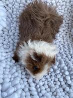 Cavia, Dieren en Toebehoren