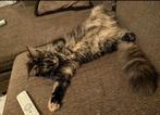 Maine coon kitten, Dieren en Toebehoren, Katten en Kittens | Raskatten | Langhaar, Poes