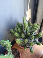 Euphorbia fructicosa, Huis en Inrichting, Kamerplanten, Vetplant, Ophalen of Verzenden, In pot, Minder dan 100 cm