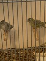 Koppel europeese sijs, Dieren en Toebehoren, Vogels | Kanaries, Meerdere dieren