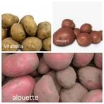Pootaardappelen o.a. Alouette, Mozart en Vitabella, Ophalen of Verzenden, Volle zon