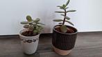 Jadeplant crassula ovata, Ophalen of Verzenden, Vetplant, Volle zon, Minder dan 100 cm