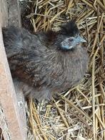 Zijdehoentje., Dieren en Toebehoren, Ophalen, Overige typen