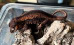 Rode jonge auriculatus/ gargoyle, Dieren en Toebehoren, Hagedis