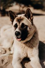 Amerikaanse Akita pups / Akita Inu, CDV (hondenziekte), Meerdere, 8 tot 15 weken, Meerdere dieren