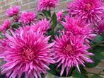 Prachtige Roze Asters–Kunstbloemen met Steel – boeket, Binnen, 3811JM, Info@rodebeagle.nl, Rode Beagle kunstbloemen