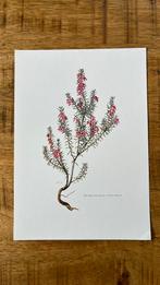 Winterheide botanische prent, Antiek en Kunst, Kunst | Etsen en Gravures, Ophalen of Verzenden