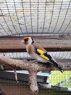 Major / majoor putter, Dieren en Toebehoren, Vogels | Overige Vogels, Mannelijk, Wildzangvogel, Geringd